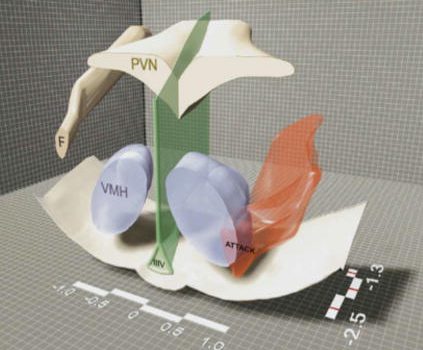 The Mating-Aggression “Switch” in&nbsp;Males